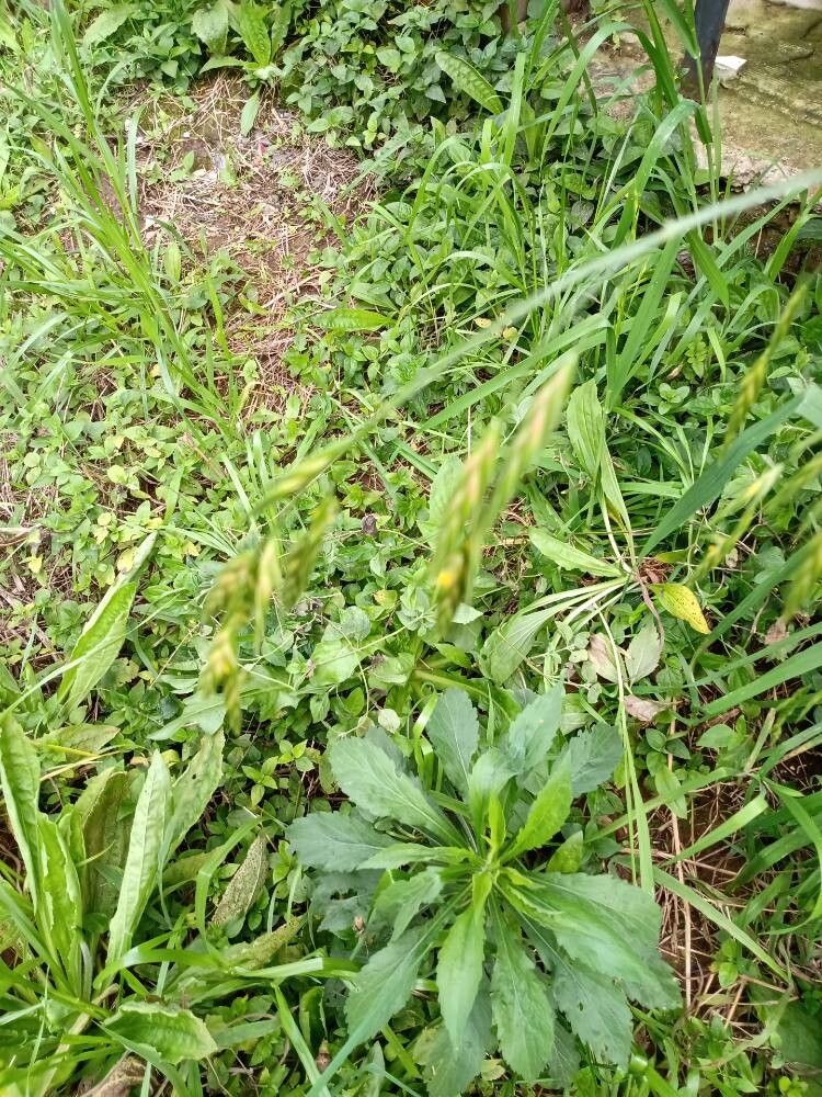 Bromus auleticus fruit