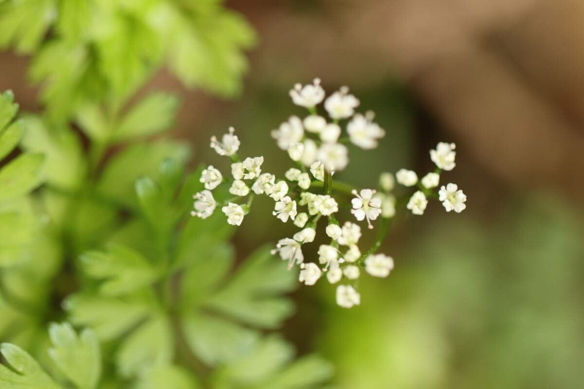 Aegopodium decumbens flower