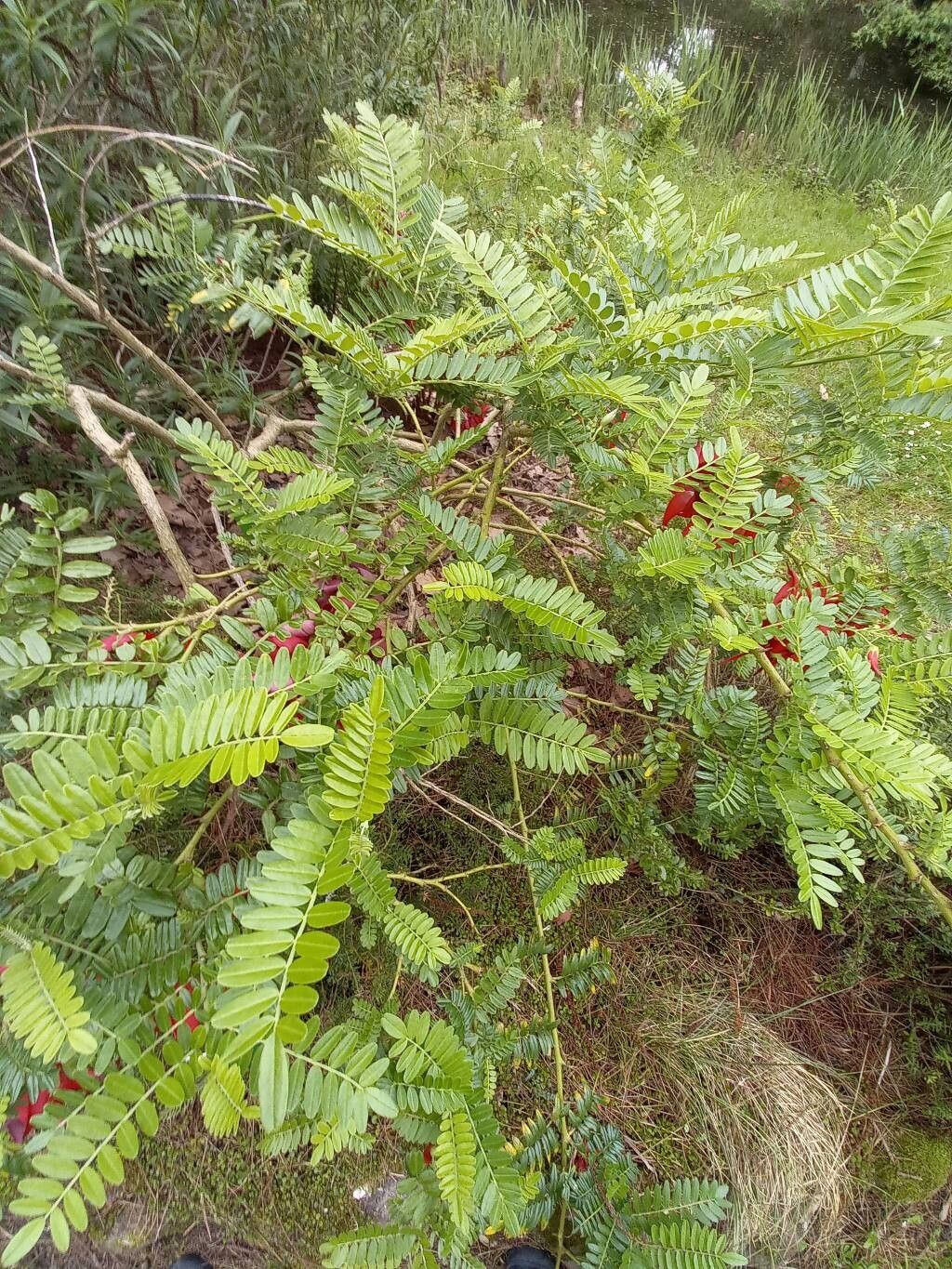 Clianthus magnificus habit
