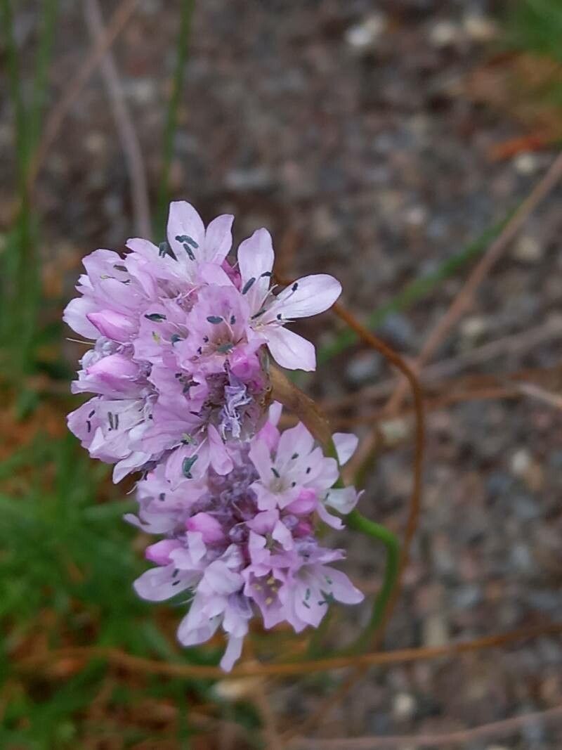 Armeria curvifolia flower