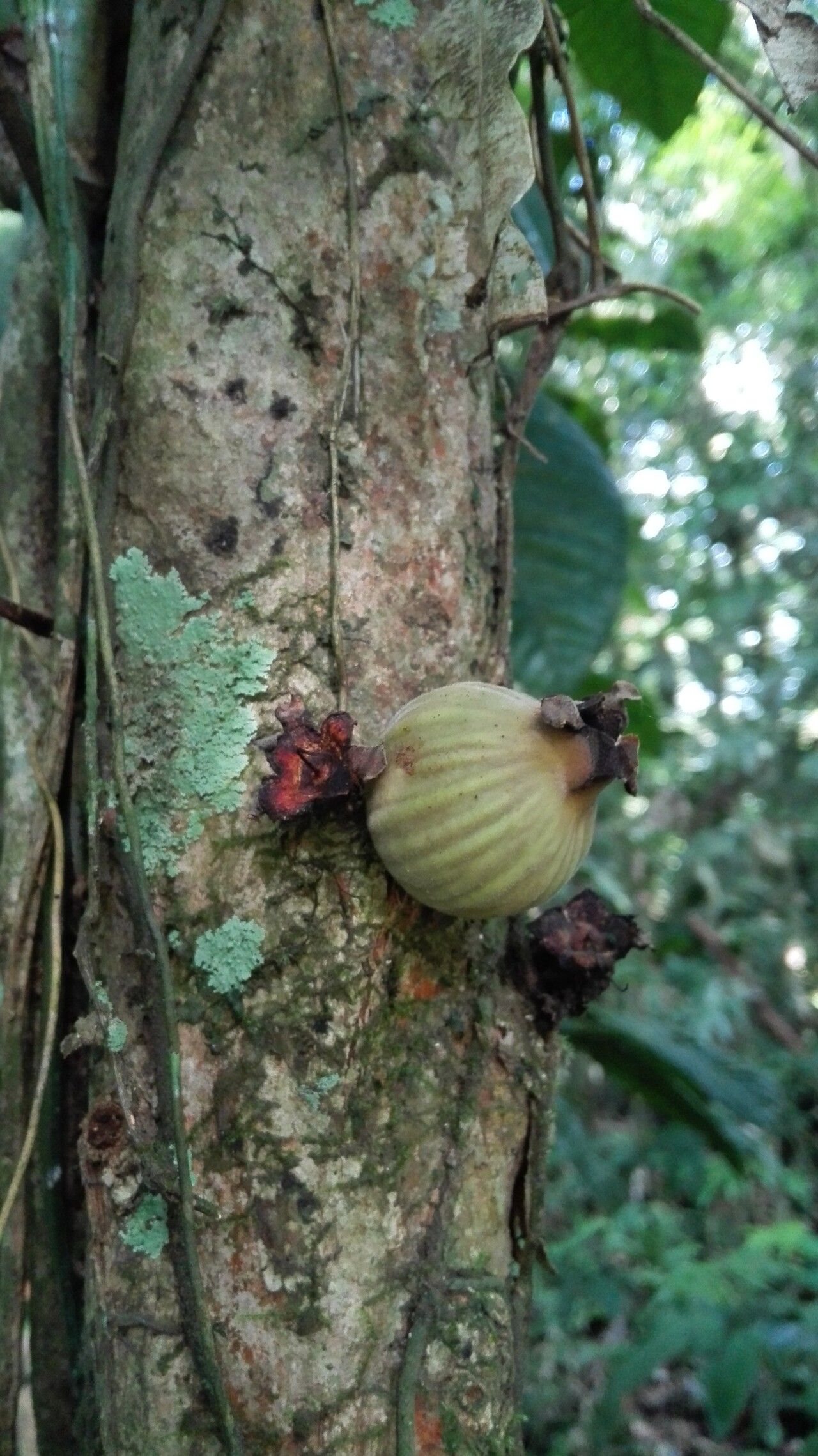 Plinia nicaraguensis fruit