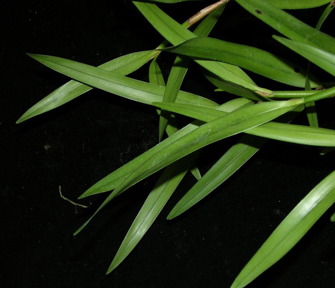 Scaphyglottis minutiflora — houseplant care guide