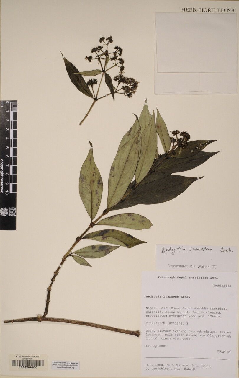 Dimetia scandens other