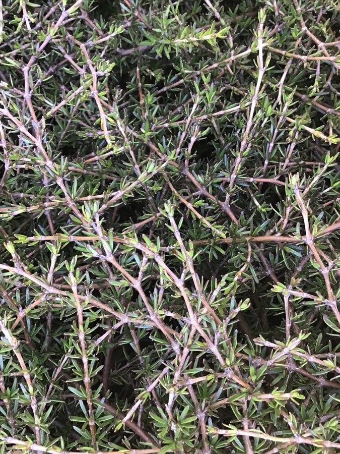 Coprosma acerosa — related species from the same genus