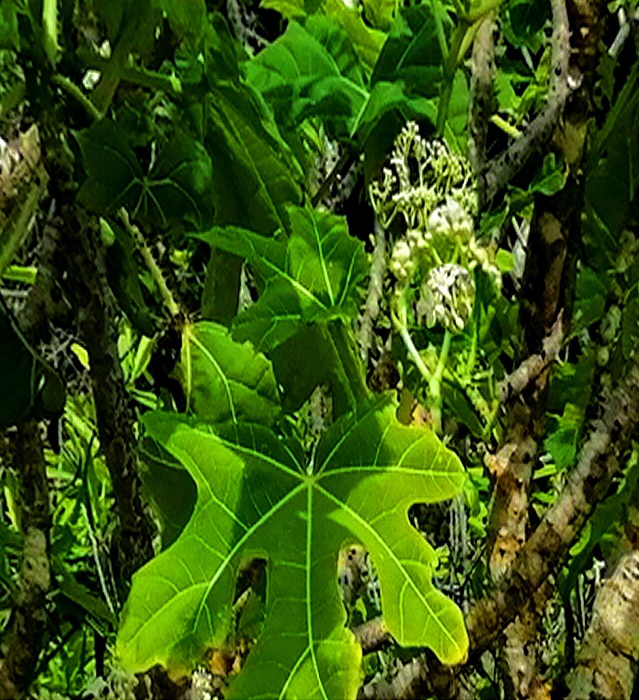 Cnidoscolus megacanthus flower