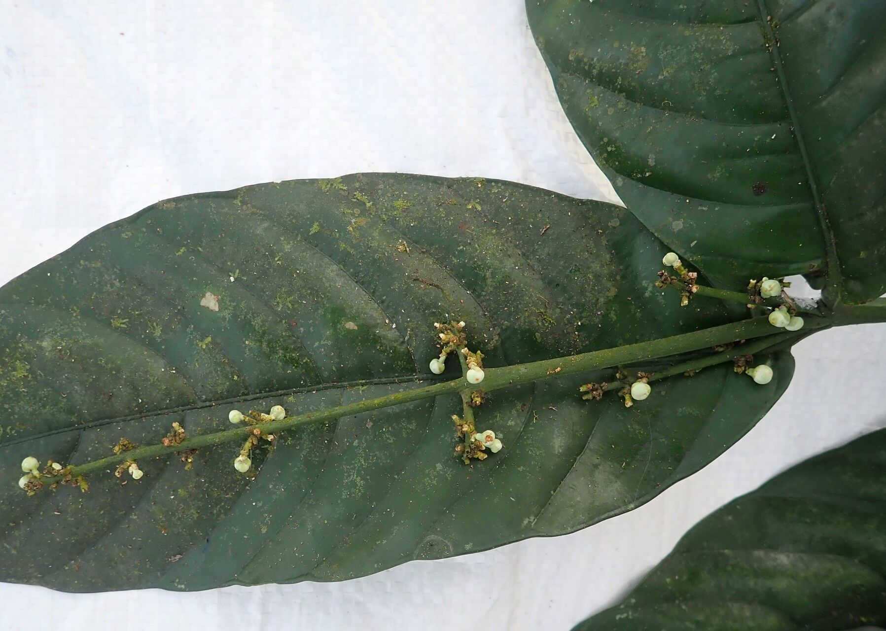 Garcinia lucida flower