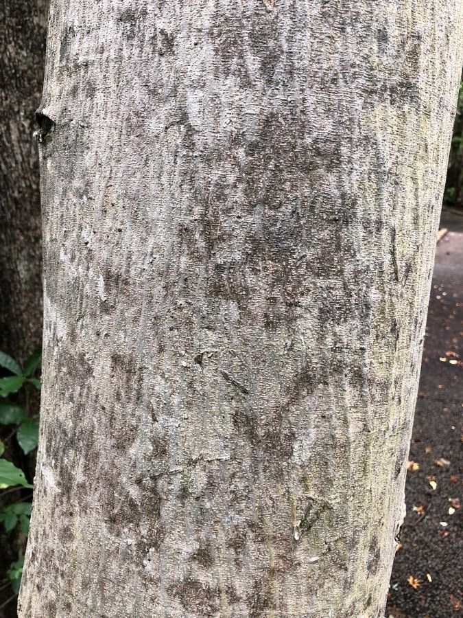 Lonchocarpus minimiflorus — search result for 'El Salvador'