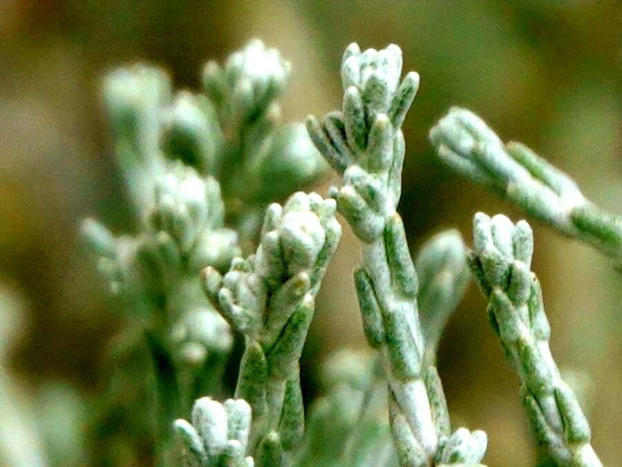 Seriphium passerinoides leaf