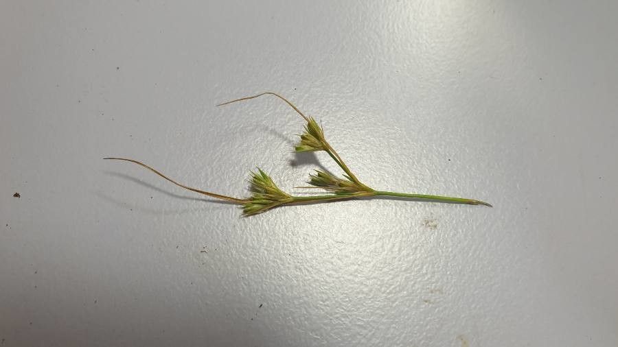 Juncus hybridus habit