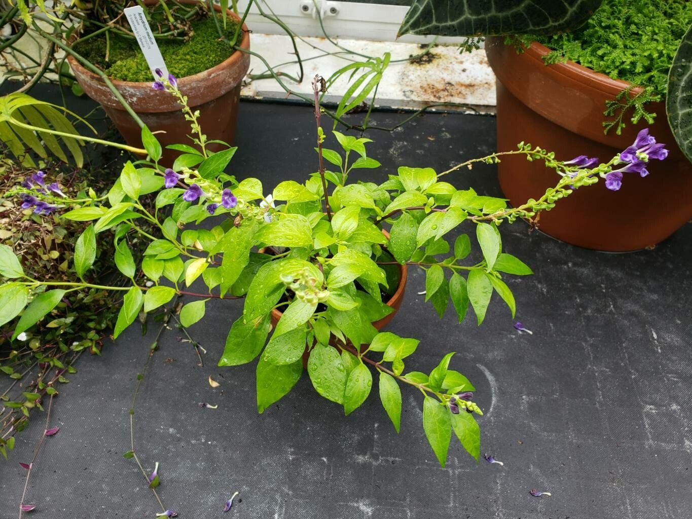 Scutellaria javanica habit