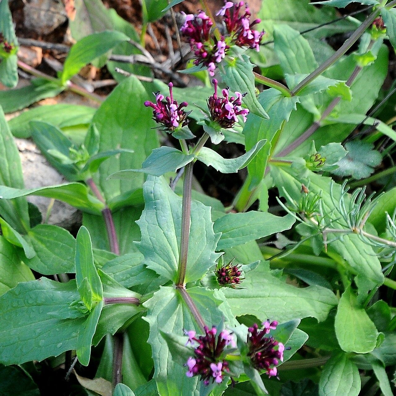 Valeriana cornucopiae flower