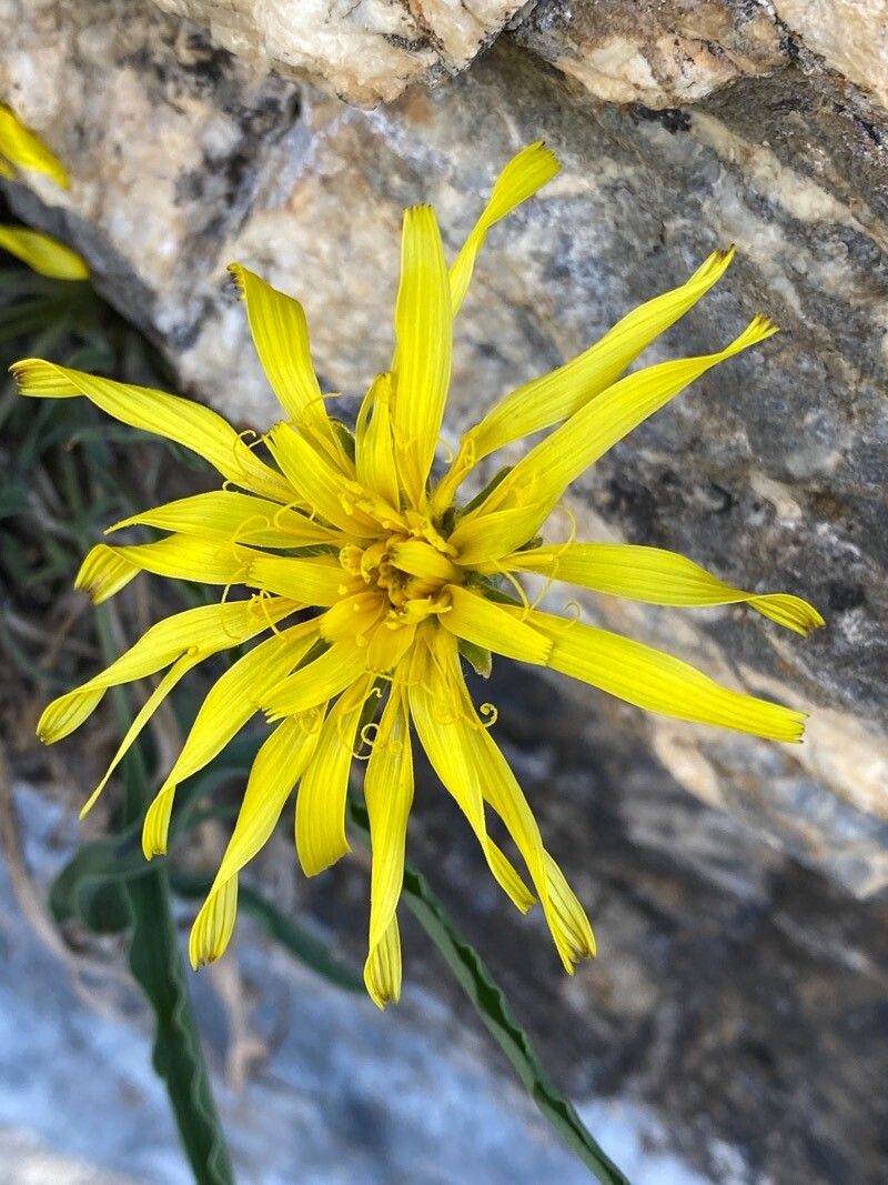 Scorzonera austriaca flower