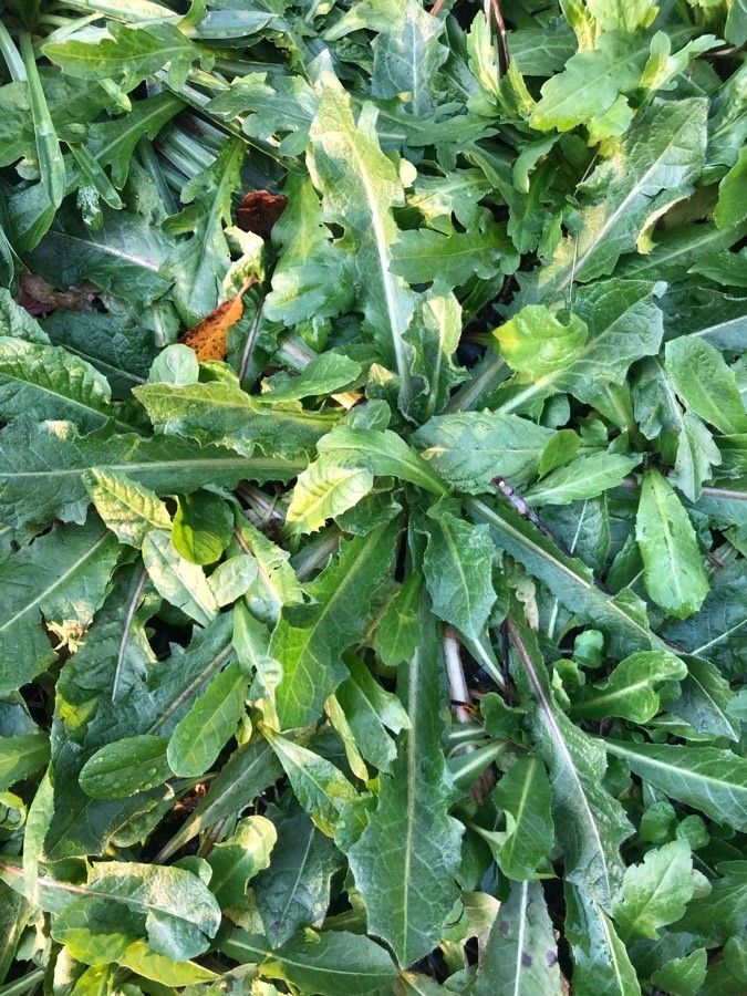 Crepis novoana — houseplant care guide