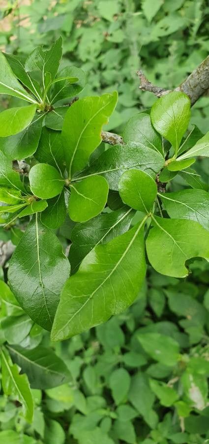 Gardenia ternifolia leaf