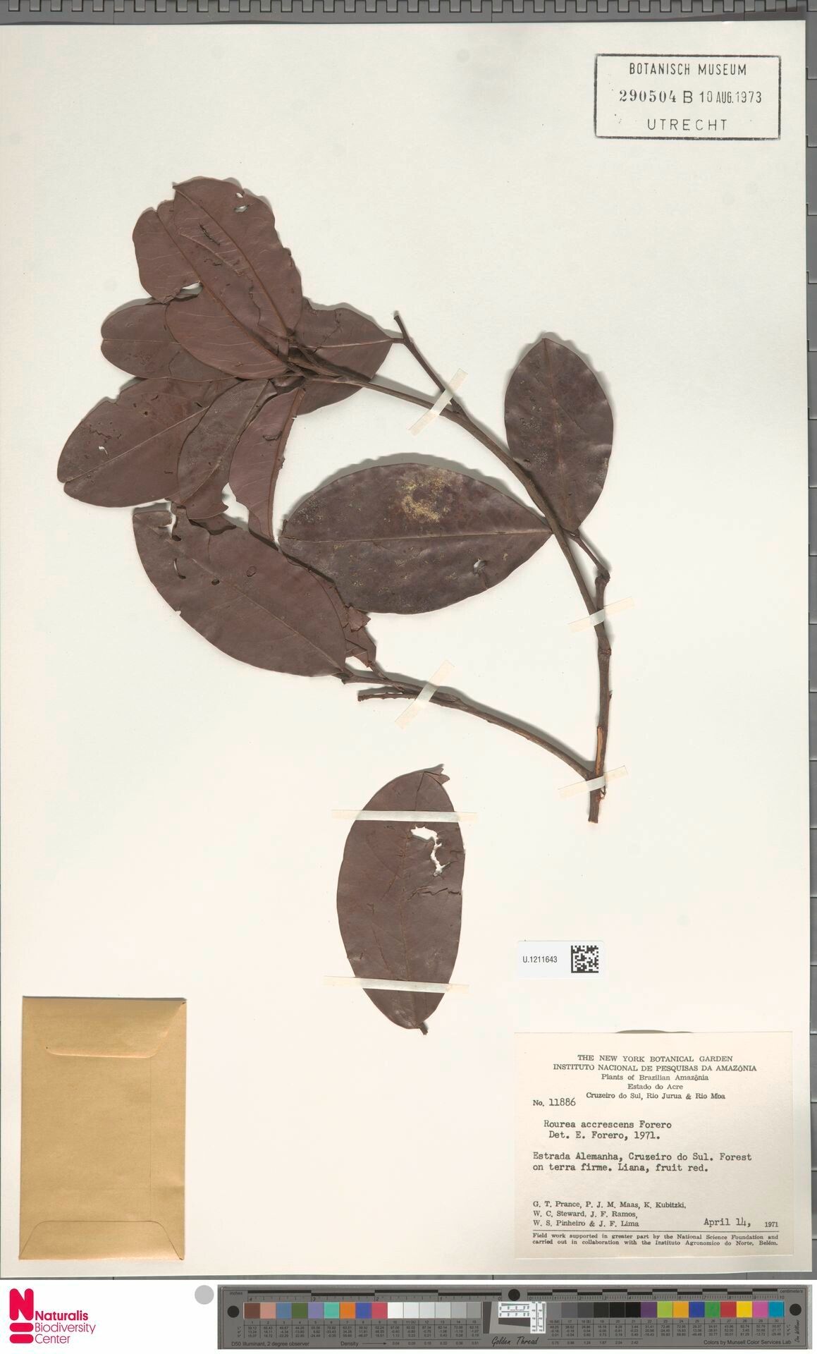 Rourea accrescens — related species from the same genus