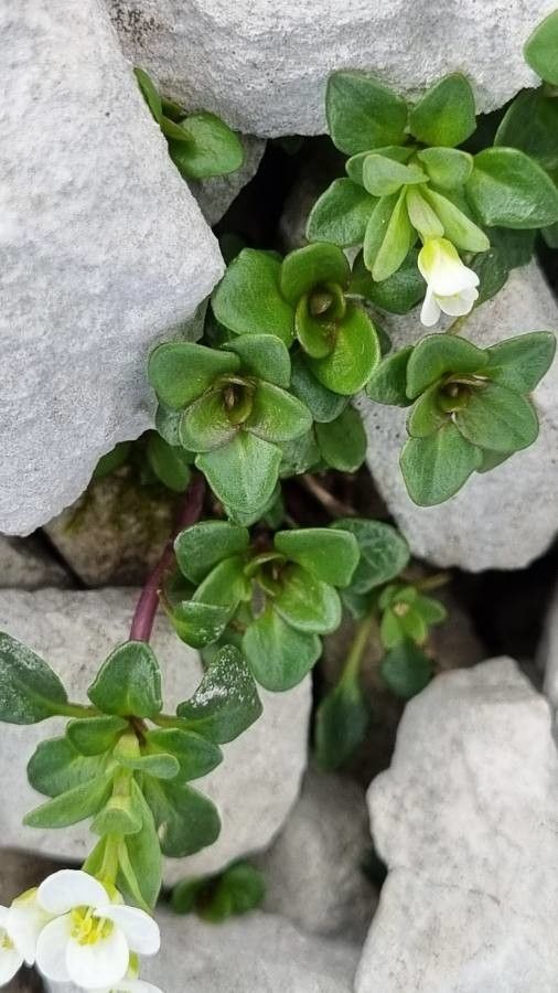 Arabis vochinensis — houseplant care guide