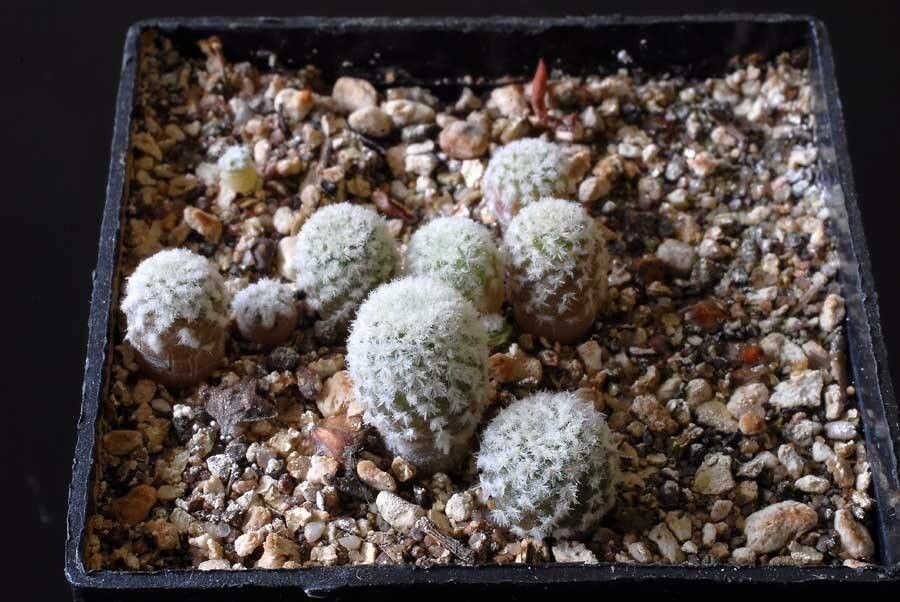 Eriosyce duripulpa — houseplant care guide