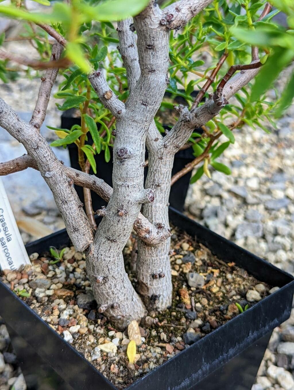 Crassula sarcocaulis bark