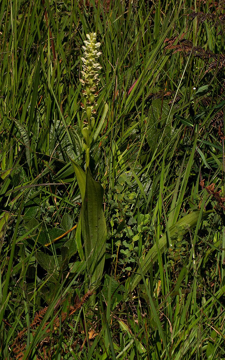 Satyrium amblyosaccos habit
