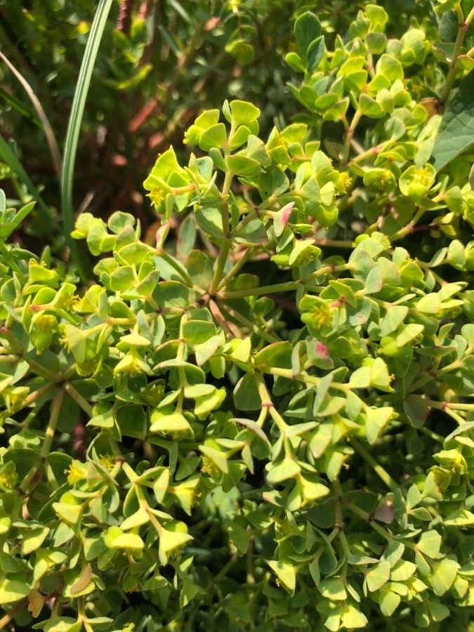 Euphorbia portlandica flower