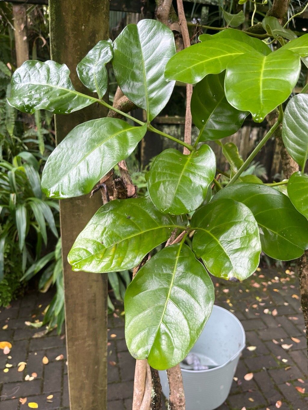 Tecomanthe speciosa — related species from the same genus