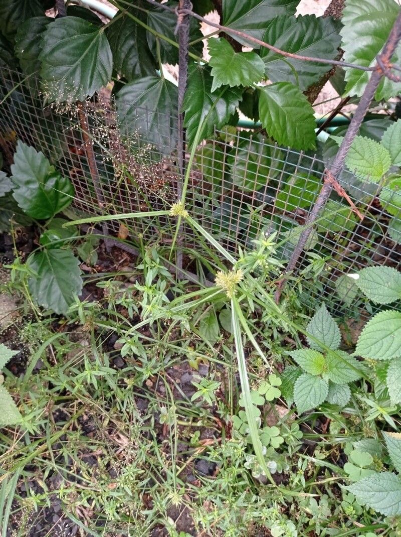 Cyperus aggregatus leaf