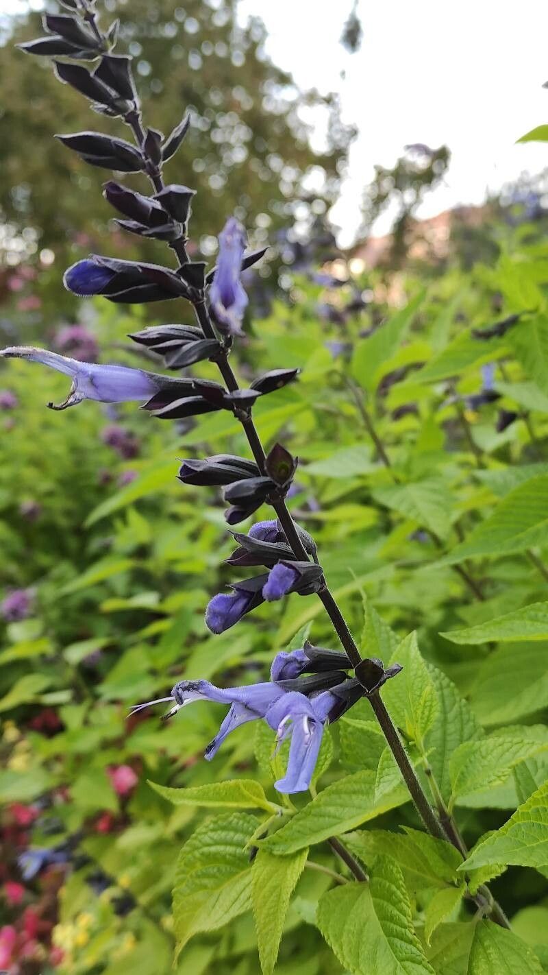 Salvia tiliifolia flower