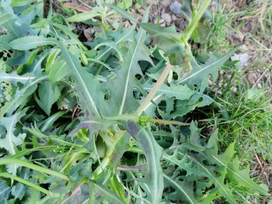 Lactuca perennis — search result for 'Central and southern Europe'