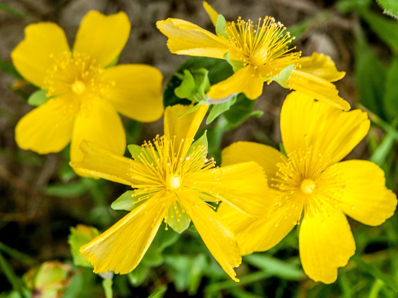 Hypericum cerastioides flower