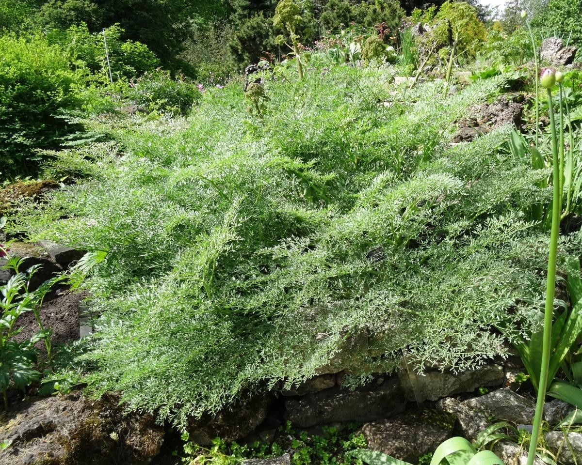 Ferula songarica — search result for 'Ferula'