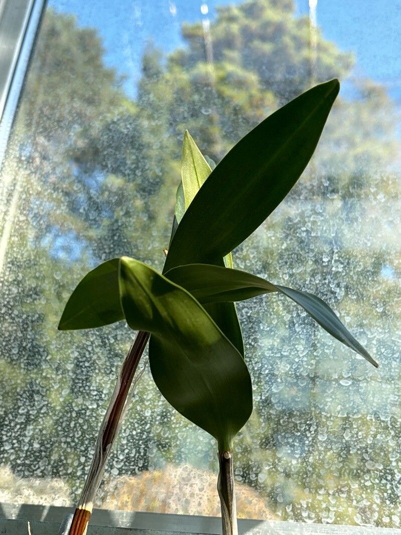 Dendrobium subacaule — houseplant care guide