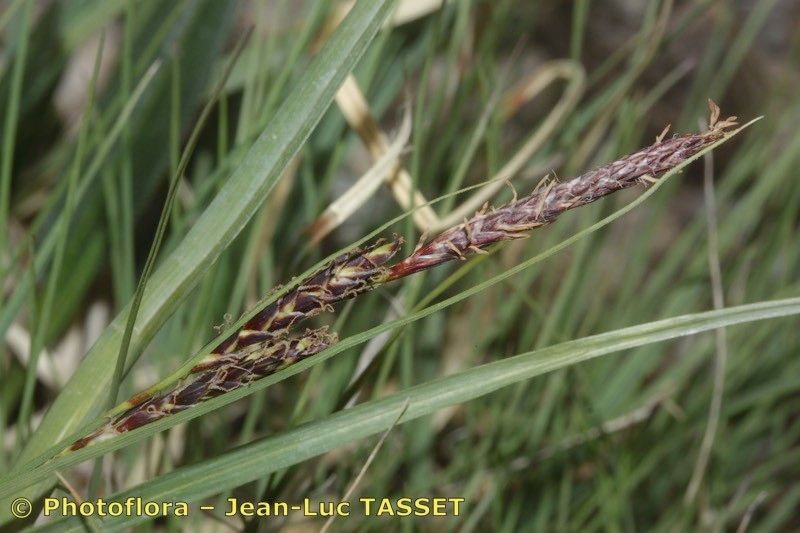 Carex fimbriata flower