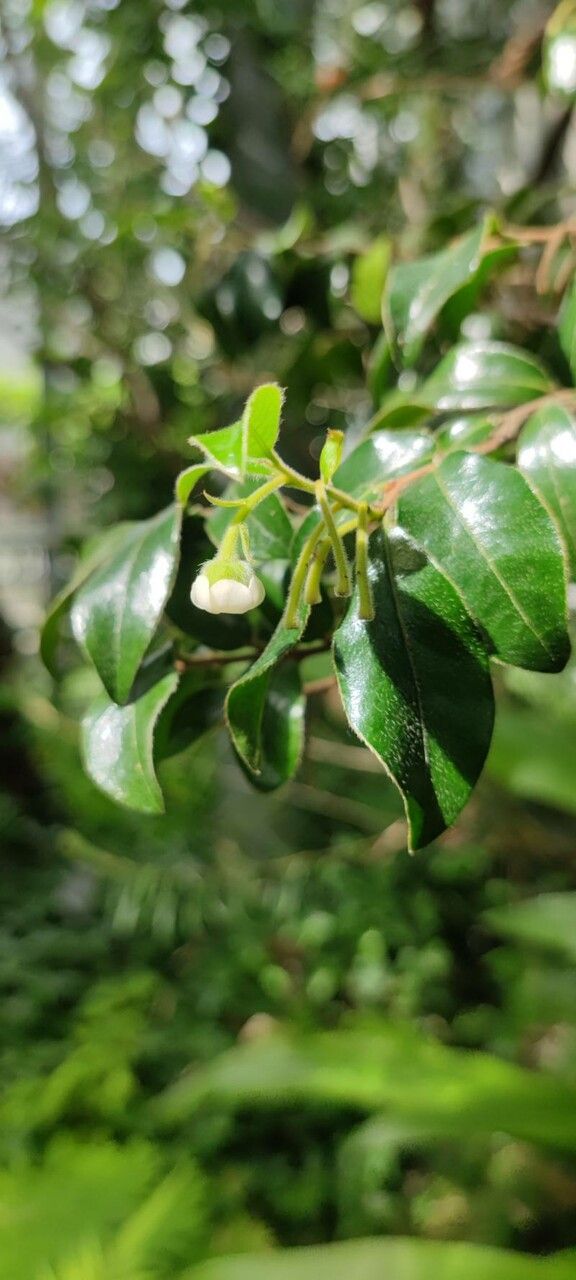 Diospyros whyteana flower