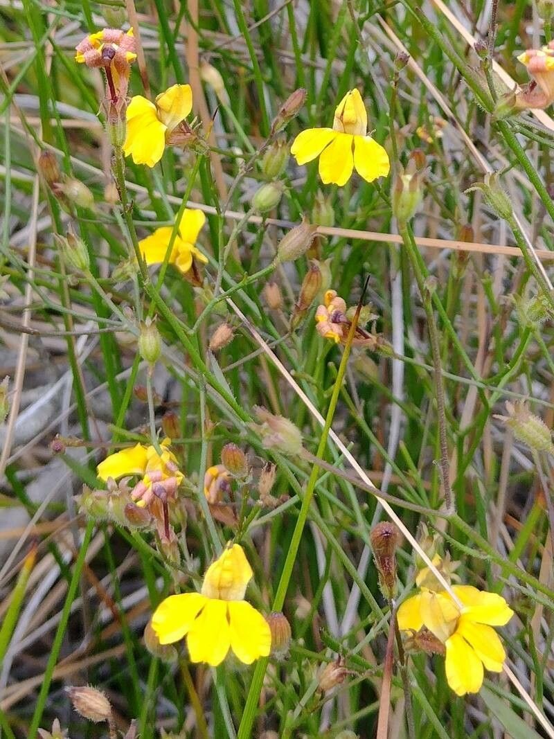 Goodenia stelligera habit