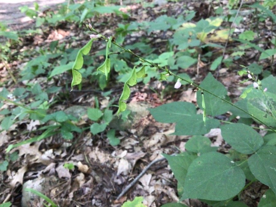Desmodium glutinosum fruit