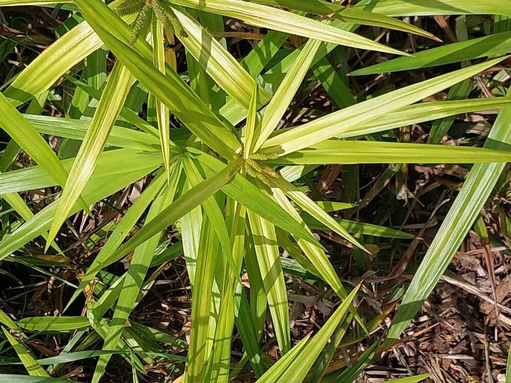 Carex phyllocephala — houseplant care guide