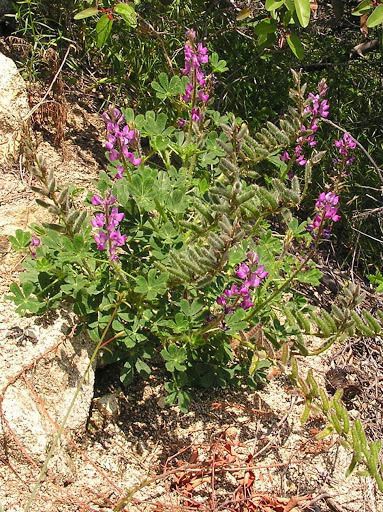 Lupinus hirsutissimus habit