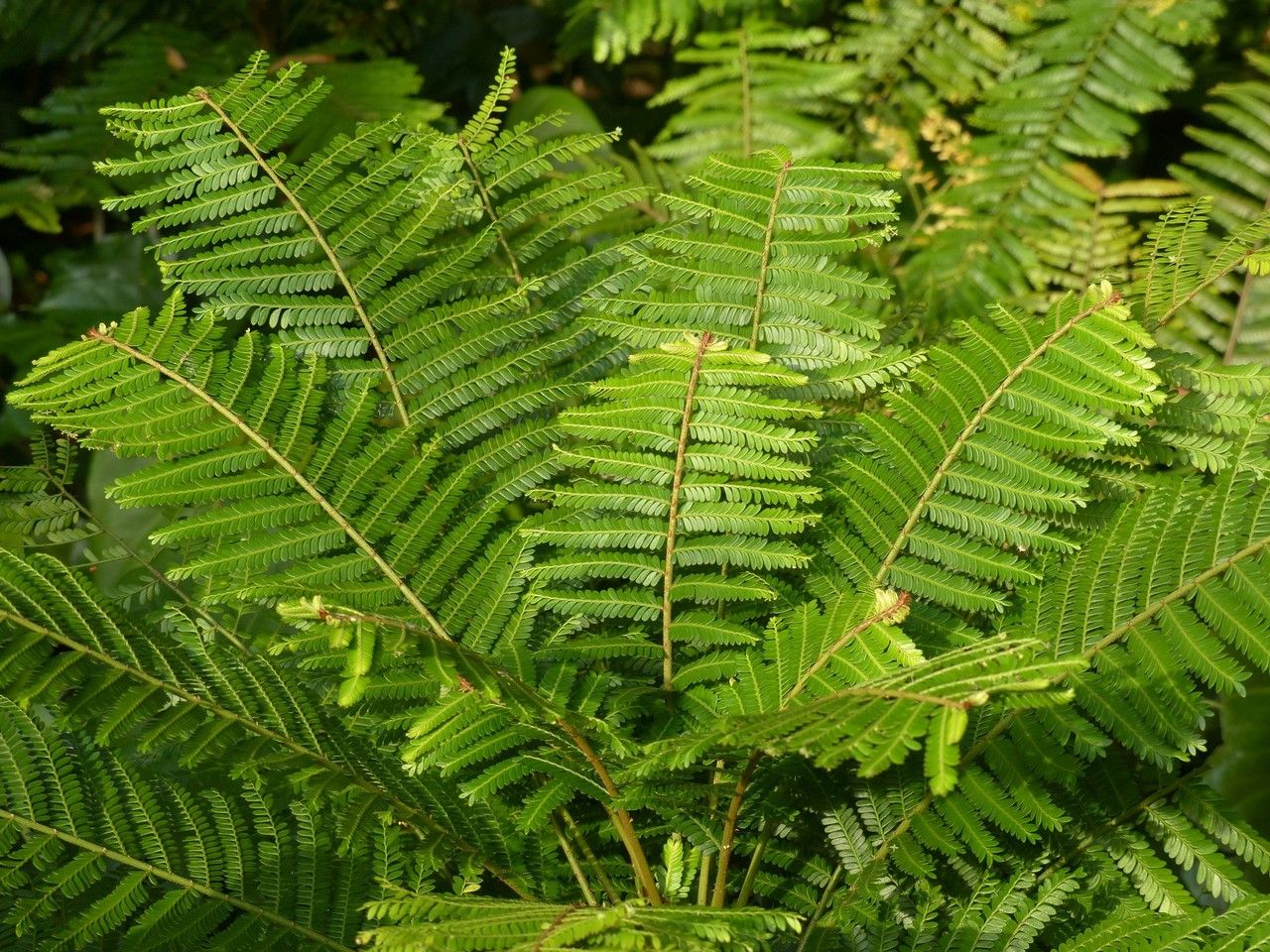 Phyllanthus mimosoides leaf