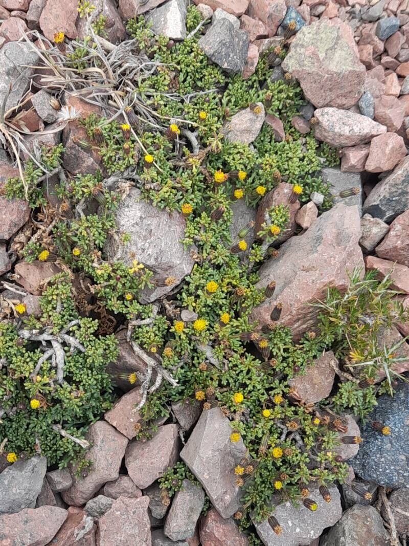 Senecio trifidus habit