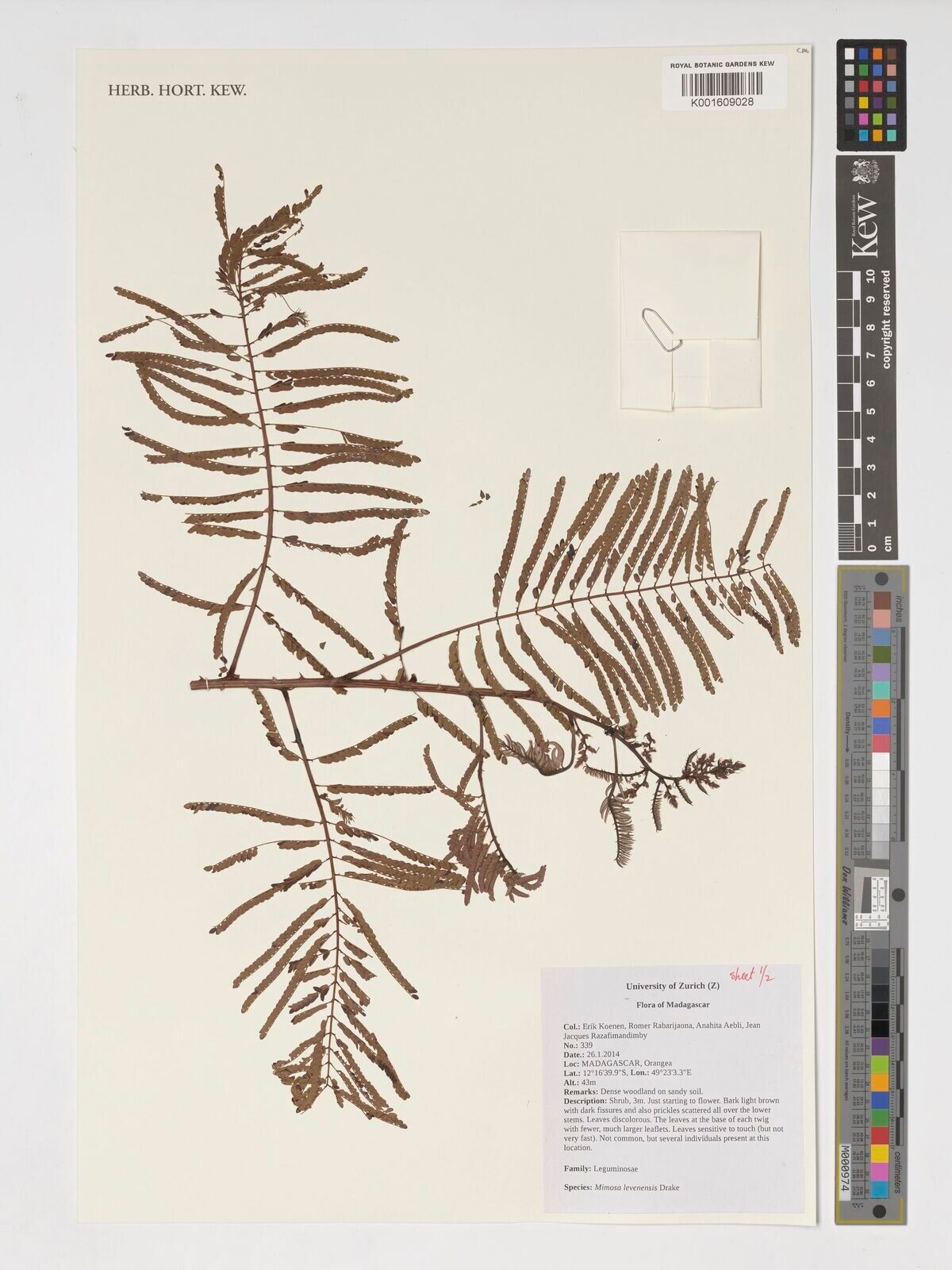 Mimosa levenensis — search result for 'Mimosa'