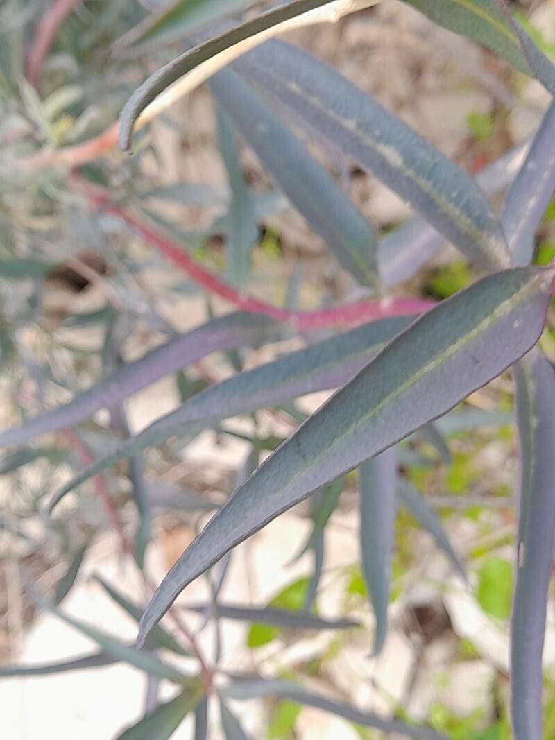 Haplophyllum canaliculatum — related species from the same genus