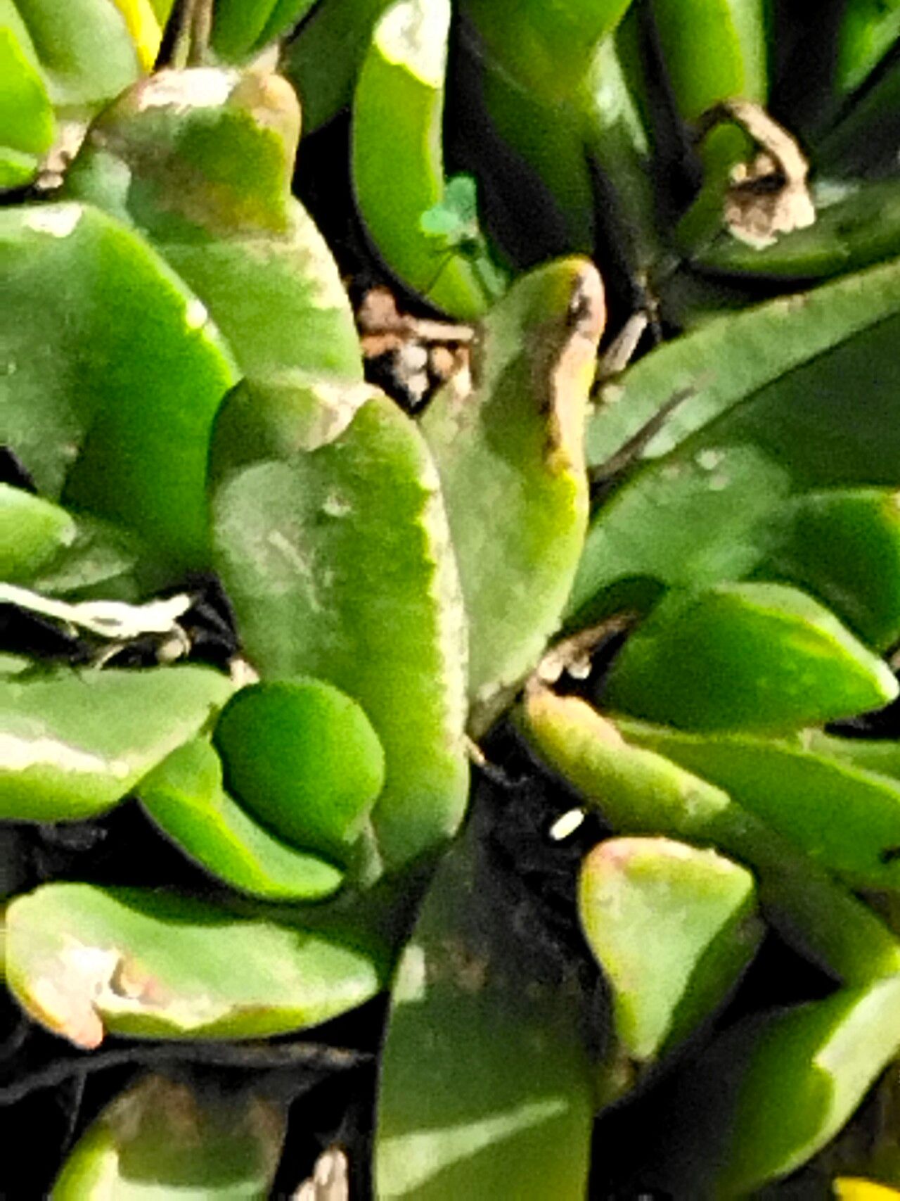 Glottiphyllum longum — search result for 'Aizoaceae'