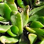 Glottiphyllum longum