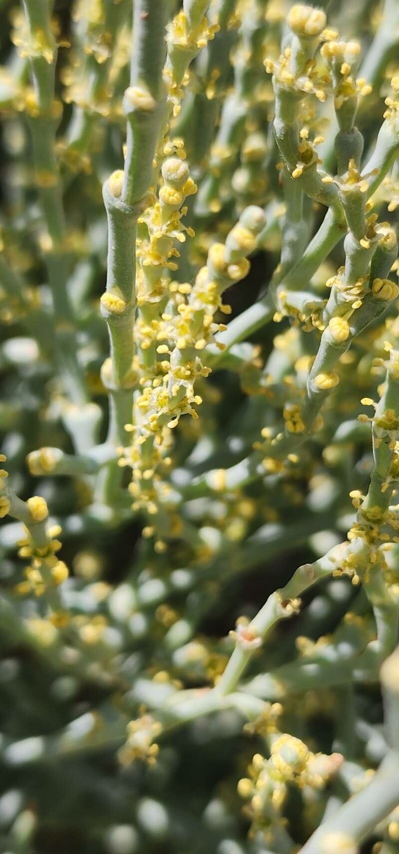 Anabasis salsa flower