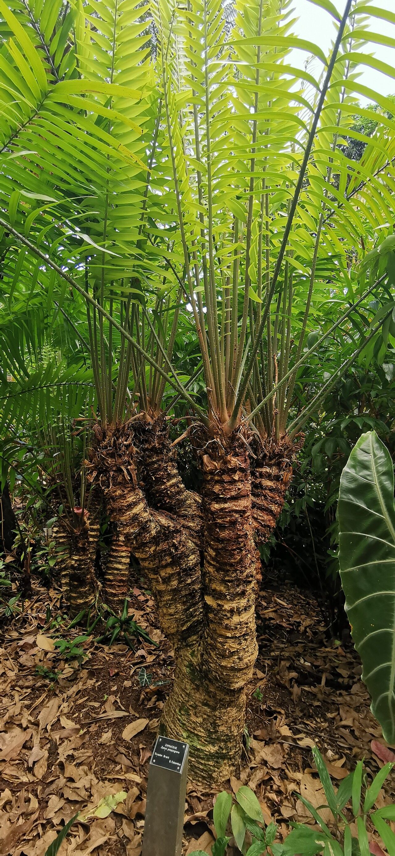 Zamia poeppigiana — houseplant care guide