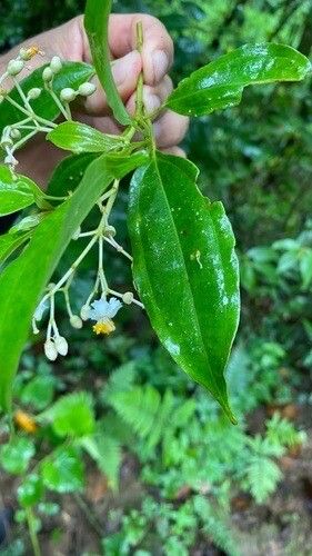 Miconia fragrantissima — houseplant care guide