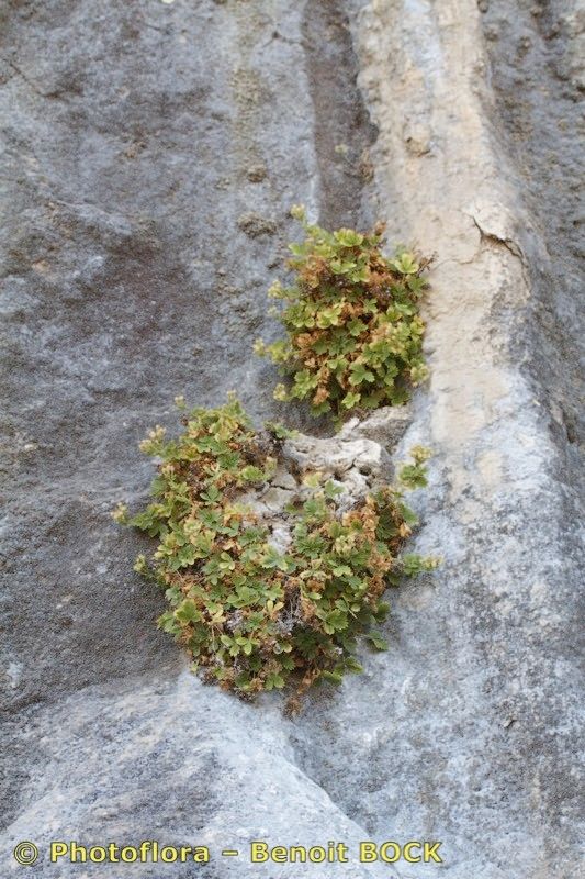 Potentilla arcadiensis — search result for 'Potentilla'