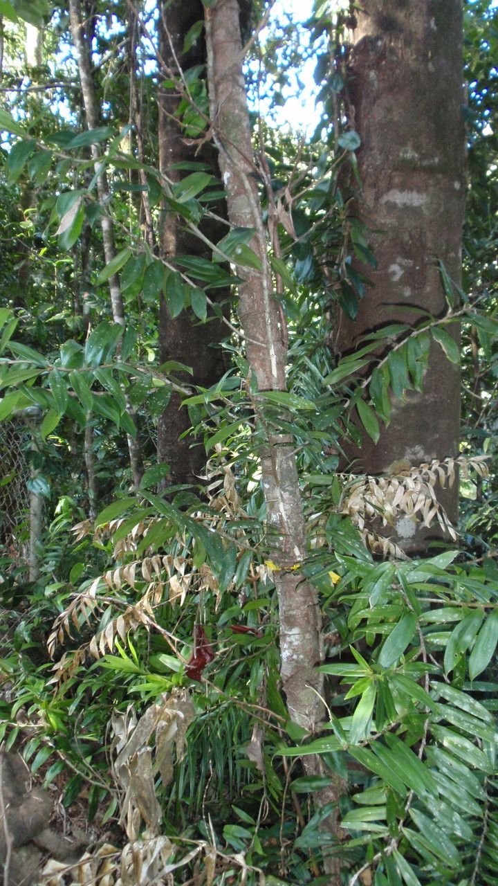 Freycinetia percostata habit