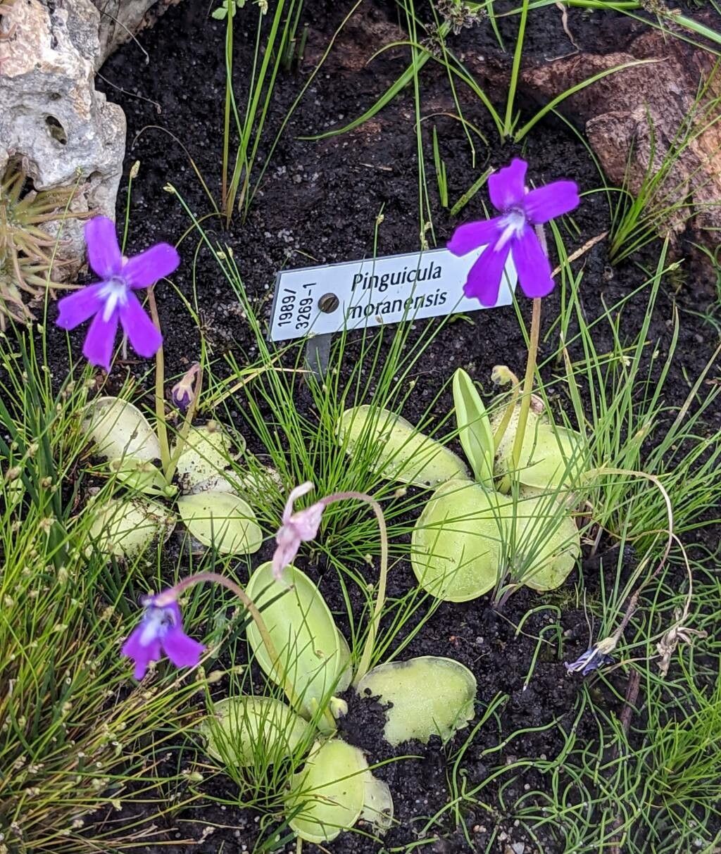 Pinguicula moranensis habit