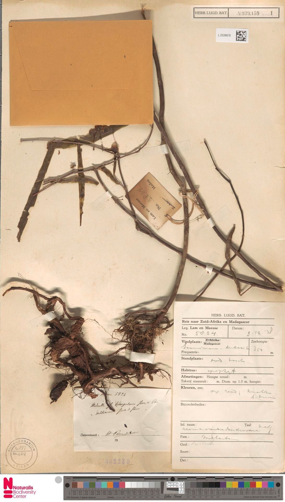 Medinilla triangularis — search result for 'Medinilla'